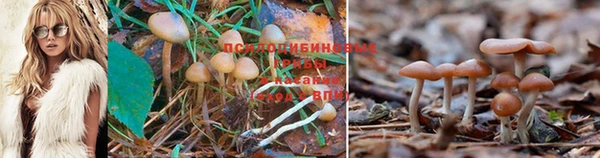 мет Богданович